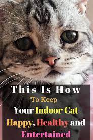 This Is How To Keep Your Indoor Cat Happy Healthy And Entertained Indoor Cat Cats Dog Care Checklist