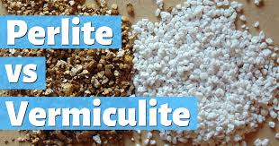 Maybe you would like to learn more about one of these? Perlite Vs Vermiculite 2 Very Different Media How To Use