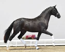 Booking.com has been visited by 1m+ users in the past month 2020 Oldenburg Stallion Licensing Secure Your Future Sire