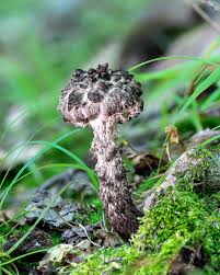 Image result for Strobilomyces strobilaceus