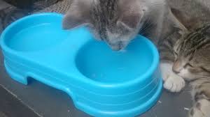 I linked to it above. Cute And Funny Cats 11 Anak Kucing Imut Dan Lucu Pet Care Plus