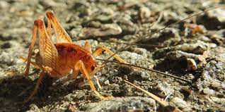Just like with ants, boric acid will kill more cockroaches than borax. How To Get Rid Of Camel Crickets Naturally And Effectively