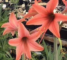 Image result for Hippeastrum