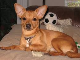 This is a first generation or f1 mix, which means that the puppies are usually a product of two purebred parents. Chihuahua Terrier Mix Jack Russell Deer Head Chihuahua Mix Pets Lovers
