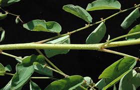 Image result for Phyllanthus pentandrus
