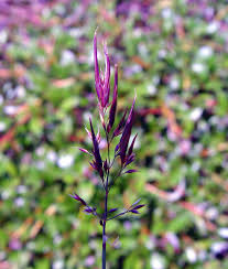 Image result for Agrostis