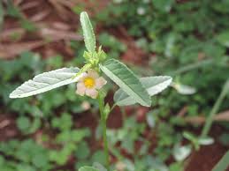 Image result for Sida spinosa