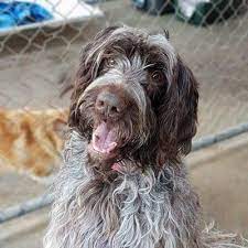 Puppies & dogs for sale, pets for adoption, kittens forsale, horses forsale, registered breeders. Save A Dog Animal Adoptions