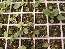 Image result for tomato seedling damping off