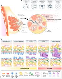 People can discuss their situation with their. Mammary Stem Cells And Progenitors Targeting The Roots Of Breast Cancer For Prevention The Embo Journal