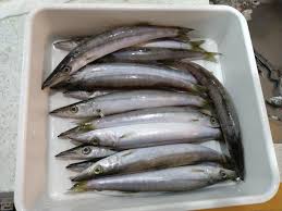 千葉 富津の磯でカマス釣り 釣り場でカマスの回遊に遭い １５匹の釣果を得ました 房総半島 一期一会の釣りめぐり