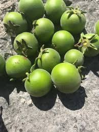 Image result for Diospyros consolatae