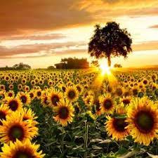 Sting — fields of gold joffrey martinache remix. Fields Of Gold Song Lyrics And Music By Sting Arranged By Chrigisch On Smule Social Singing App