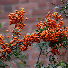 Image result for Pyracantha