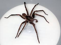 The majority of spiders cannot harm anyone. The Last Visible Dog Vagrant Spider Uliodon Albopuntatus