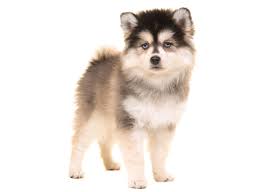 Siberian husky puppy, female, born on sept. Find Pomsky Puppies For Sale Breeders In California