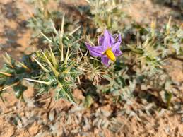 Image result for Solanum torreanum