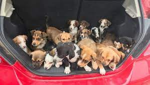 City of chandler, az (official). 20 Puppies From Southern Arizona Ranch Up For Adoption In Chandler