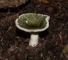 Image result for Russula perlactea