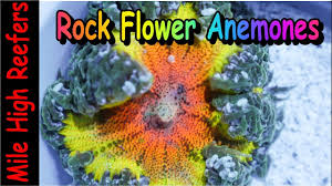 Check spelling or type a new query. Rock Flower Anemone Care Youtube