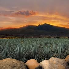 Exploring artisan tequila producer Clase Azul - FINE+RARE