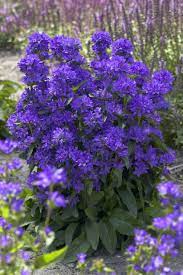Campanula Freya Ppaf Clustered Bellflower Retail Introduction By Plants Nouveau 2012 Usda Zones 3 8 Oh Wow Plants Perennials Trees To Plant