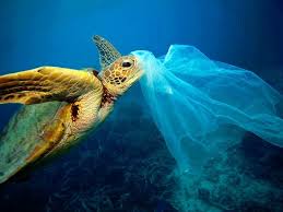 The Problem Over 100 Million Marine Animals Are Killed Each Year Due To Plastic Debris In The Ocean Currentl Plastic Pollution Ocean Pollution Marine Animals