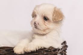 Husky puppies and dogs in austin, texas. Cavachon The Complete Care Guide To This Teddy Bear