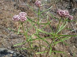 Image result for Asclepias foliosa