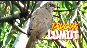 Dimana burung cucak jenggot jantan mempunyai ciri yang menonjol seperti mempunyai ukuran tubuh yang lebih besar dan terlihat simetris apabila dilihat dari kepala hingga ekornya. Burung Cucak Lumut Jantan Dan Betina Jenis Burung Prenjak Yang Paling Bagus Kicauannya Dan Populer Portal Informasi Kicau Mania Indonesia Terpercaya Download Suara Burung Prenjak Masteran Pancingan Prenjak Lumut Kepala