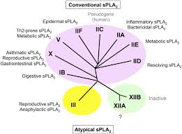 Our enrolment is open now for 2020. A New Era Of Secreted Phospholipase A2 Journal Of Lipid Research