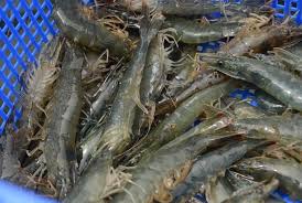 Lampung Pasok 40 Persen Udang Nasional Republika Online