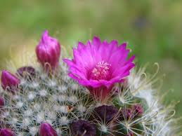 Spring cactus, also called easter cactus (rhipsalidopsis or hatiora), appears similar to thanksgiving and christmas cacti (schlumbergera truncata and s. Free Images Nature Petal Spring Botany Flora Wild Flower Wildflower Close Up Purple Flowers Pigface Petals Violet Thorns Purple Flower Caryophyllales Mammillaria Macro Photography Summer Flowers Quills Flowering Plant Ice Plant