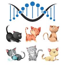 Determine the breeds that make up your dog, comparing your dog's dna to the unique genetic signatures of more than 250 breeds, types and varieties of dogs. What A Cat Dna Test Can Tell You Gcat Dna