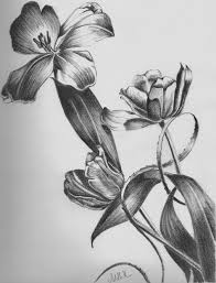Pencil Drawings Floral Pencil Drawings Fine Art Blogger Pencil Drawings Of Nature Flower Sketch Pencil Nature Sketches Pencil