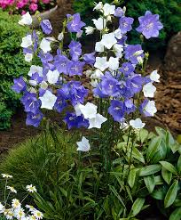 Peachleaf Bellflower Google Search Flowers Plants Bellflower