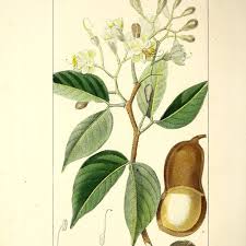 Image result for Hymenaea courbaril