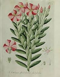 Image result for Chironia