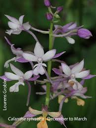 Image result for Calanthe sylvatica