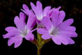 Image result for Ardisiandra sibthorpioides