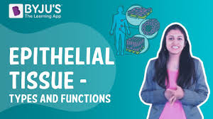 Printable animal cell diagram to help you learn the organelles in an animal cell in preparation for your test or quiz. Epithelial Tissue Types And Functions I Class 9 I Learn With Byju S Youtube