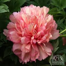 Plant Profile For Paeonia Hillary Itoh Hybrid Peony Perennial Flowers Plants Itoh Peonies