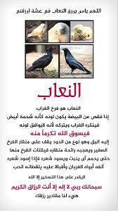 النعـــــاب النعاب هو فرخ الغراب إذا فقص عن البيضه يكون كأنه شحمة أبيض فينكره الغراب ويتركه لأنه لايوافق لونه فيسوق الله تكرما islam and science aeg ugs