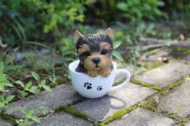 Image result for white yorkshire terrier