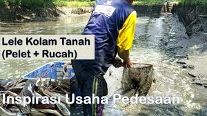 Lele Kolam Tanah Budidaya Ikan Lele Inspirasi Usaha Youtube