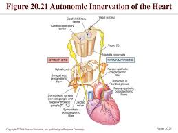 Chapter 20 Part 4 The Heart Ppt Download