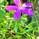 Image result for Chironia elgonensis