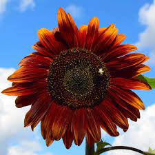 Sunflower Seeds Chocolate Cherry Sow True Seed