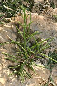 Image result for Salicornia pachystachya