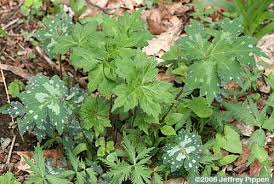 Image result for Hydrophyllaceae